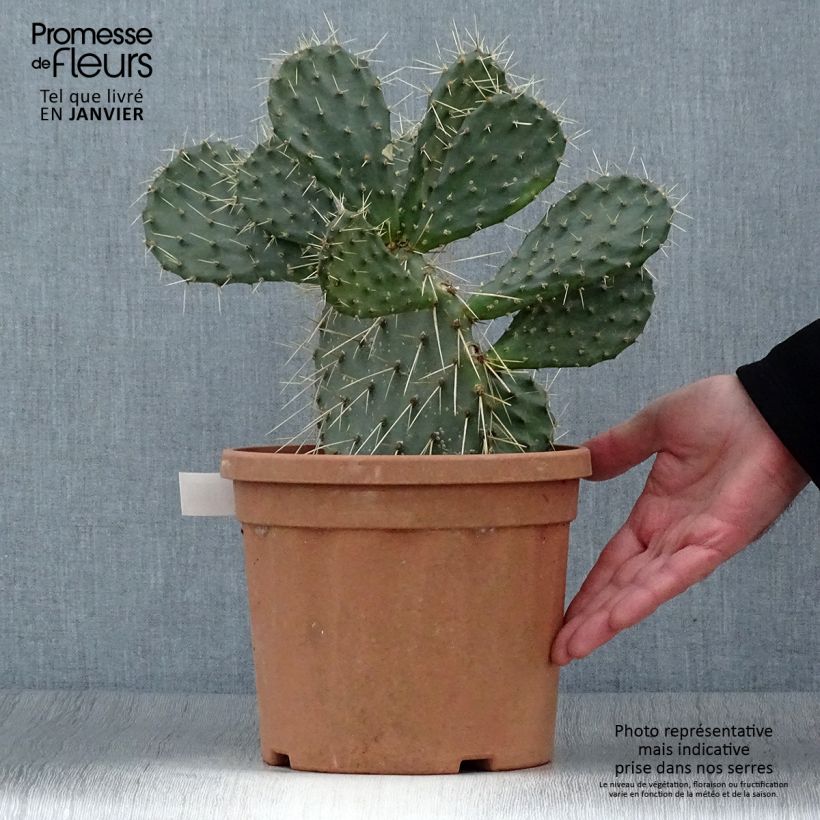 Opuntia howeyi Vaso da 4L/5L esemplare consegnato in inverno