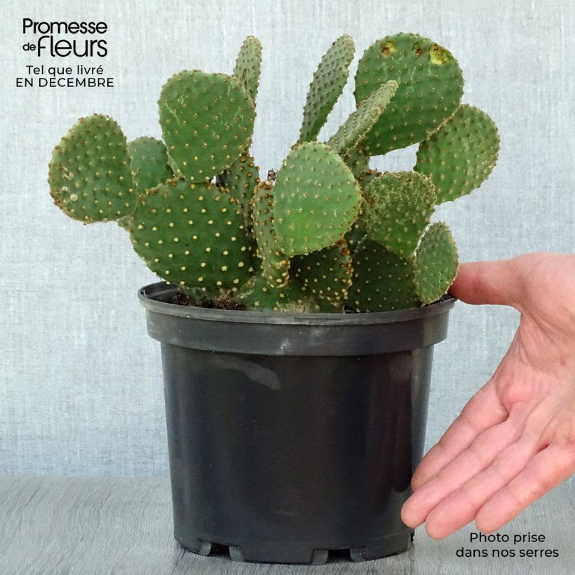 Opuntia lubrica Vaso da 3L/4L esemplare consegnato in inverno