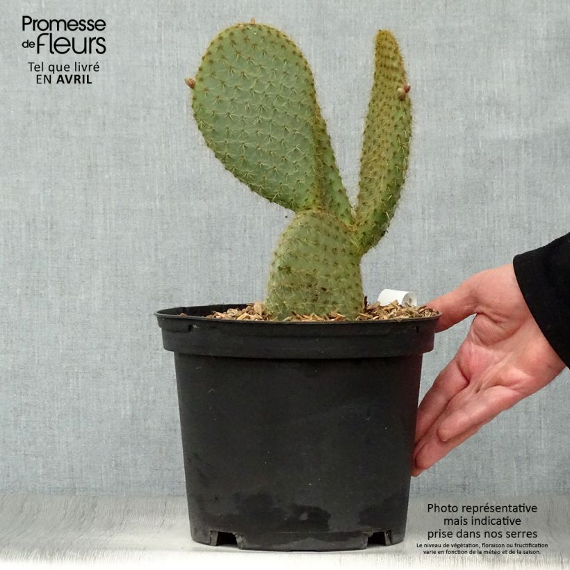Opuntia scheeri Vaso da 4L/5L esemplare consegnato in primavera