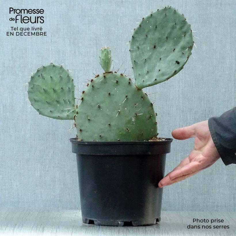 Opuntia semispinosa Vaso da 4L/5L esemplare consegnato in inverno