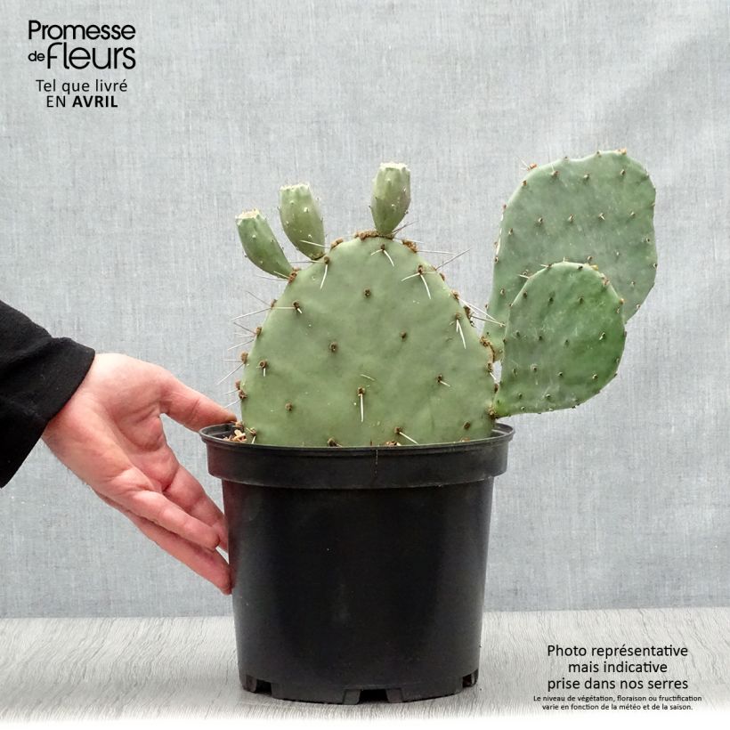Opuntia semispinosa Vaso da 4L/5L esemplare consegnato in primavera