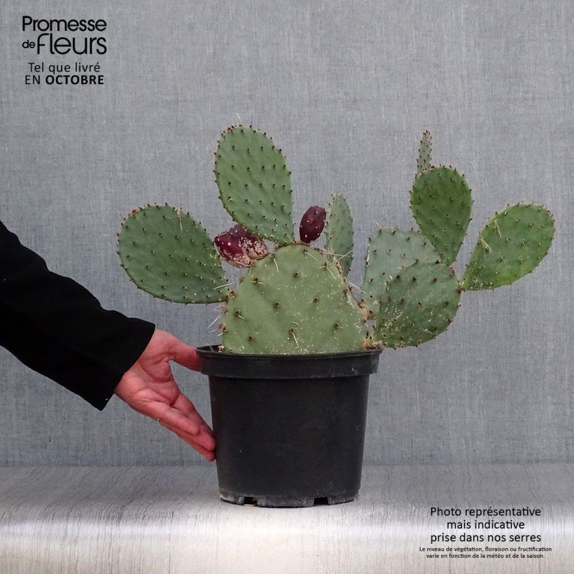 Esemplare di Opuntia semispinosa Vaso da 4L/5L come consegnato in autunno