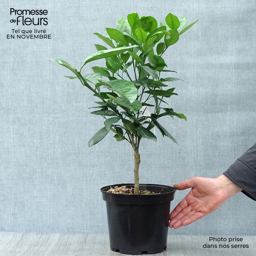 Esemplare di Citrus sinensis Washington Navel - Arancio Vaso da 4L/5L, Vaso impalcato basso come consegnato in autunno