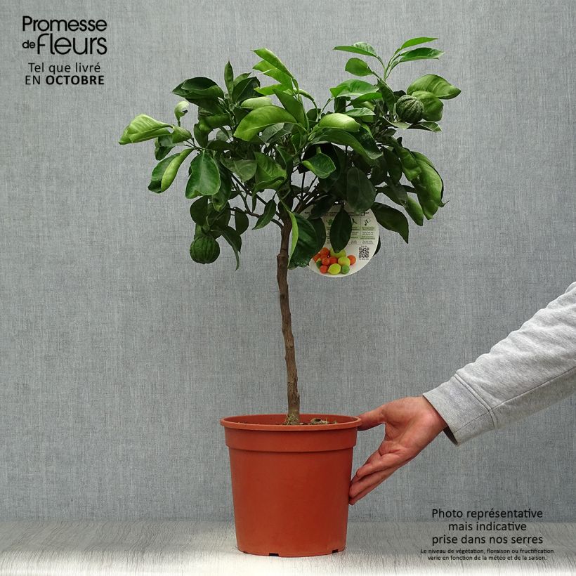 Esemplare di Citrus sinensis x aurantium Corrugata - Arancio Vaso da 4L/5L, Vaso impalcato basso come consegnato in autunno