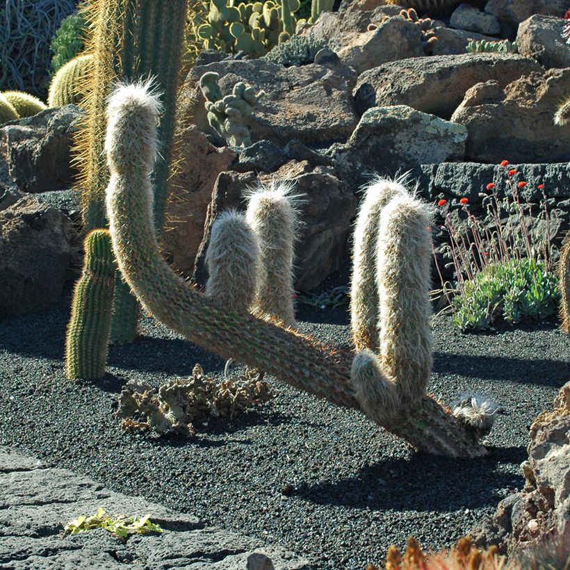 Cactus - Oreocereus trollii (Porto)