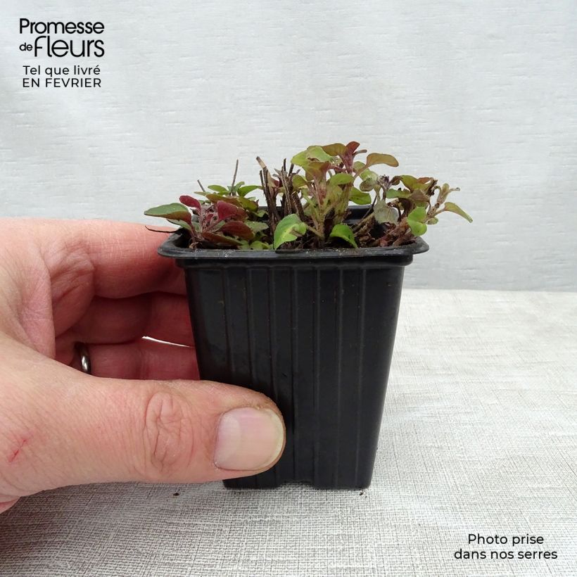 Origano comune Bio (piante) Vasetto da 8/9 cm esemplare consegnato in inverno