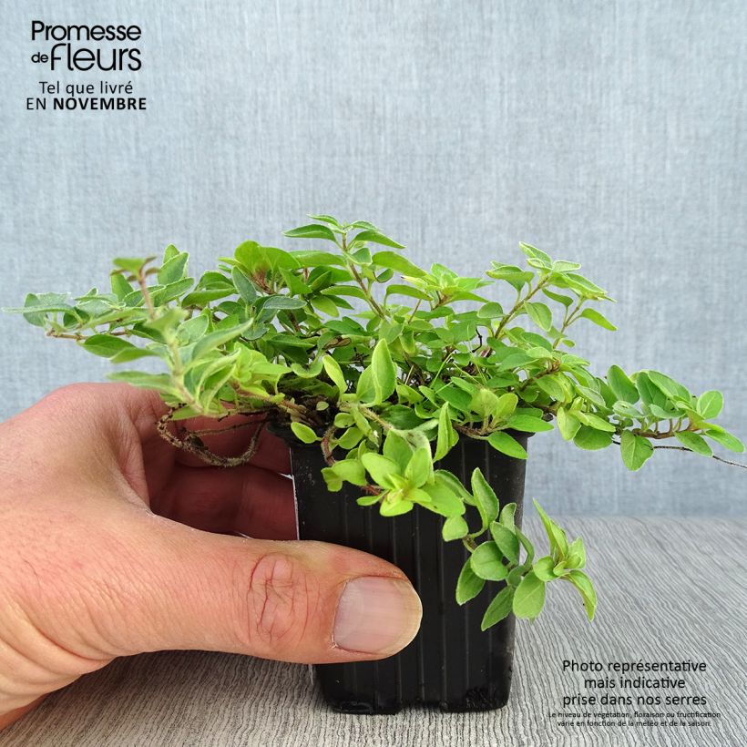 Esemplare di Origano comune dorato Aureum Vasetto da 7/8 cm come consegnato in autunno
