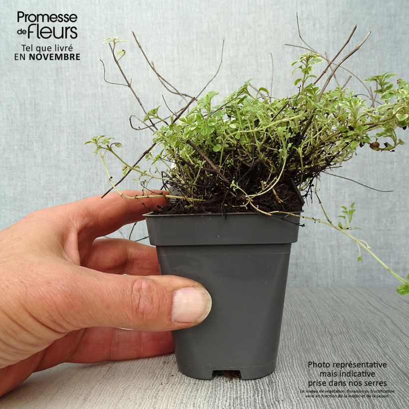 Esemplare di Origano comune Country cream Vasetto da 8/9 cm come consegnato in autunno