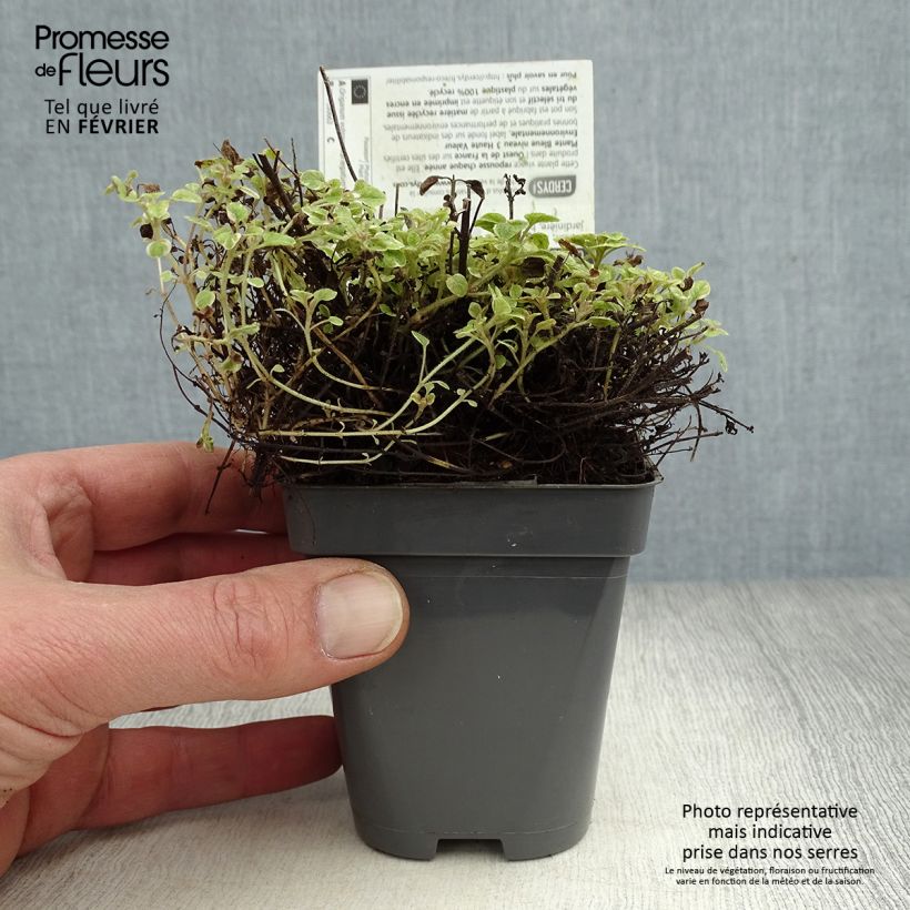 Origano comune Country cream Vasetto da 8/9 cm esemplare consegnato in inverno