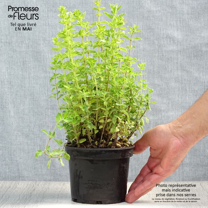 Origano - Origanum heracleoticum Vaso da 1,5L/2L esemplare consegnato in primavera