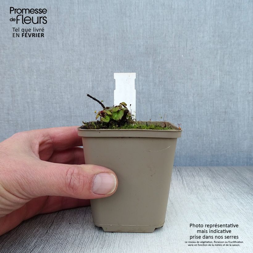 Origano Rosenkuppel Vasetto da 8/9 cm esemplare consegnato in inverno