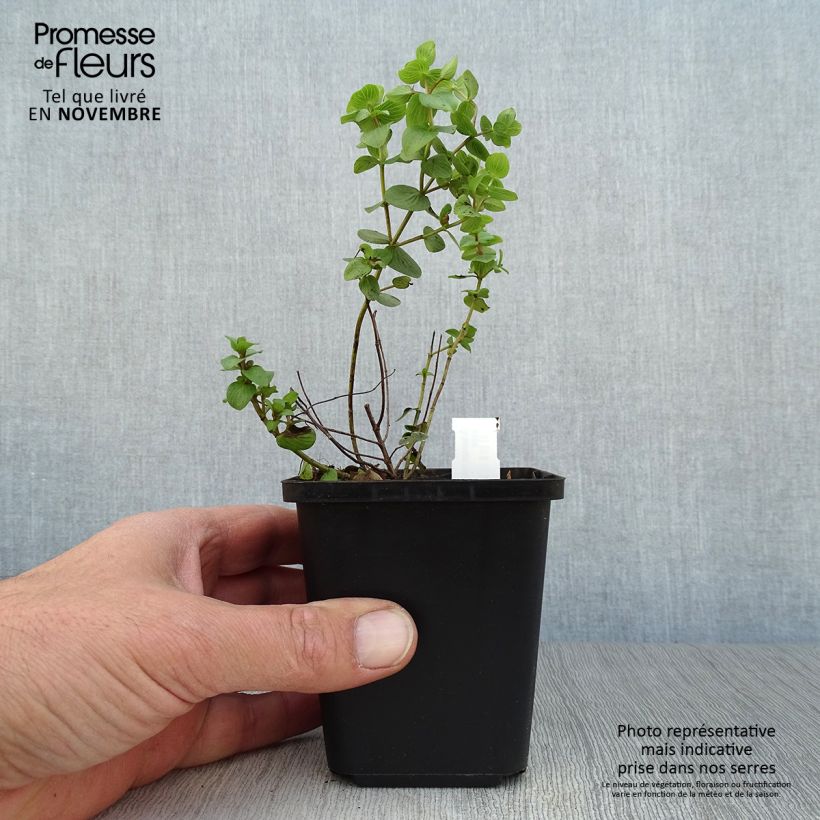 Esemplare di Origano Kent Beauty Vasetto da 8/9 cm come consegnato in autunno