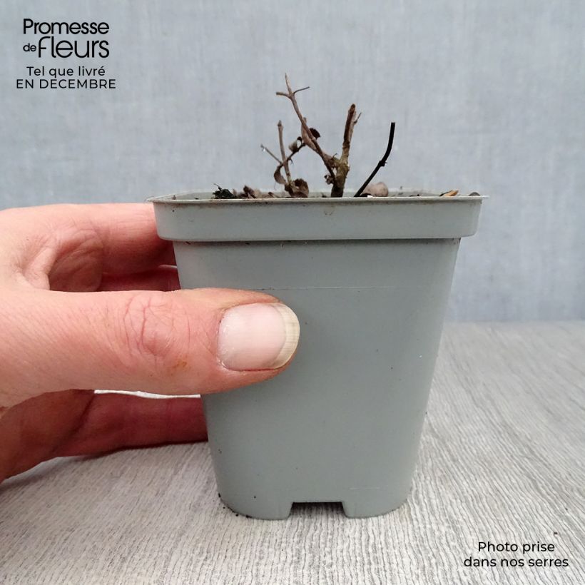 Origano Kent Beauty Vasetto da 8/9 cm esemplare consegnato in inverno