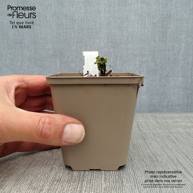 Origano Kent Beauty Vasetto da 8/9 cm esemplare consegnato in primavera