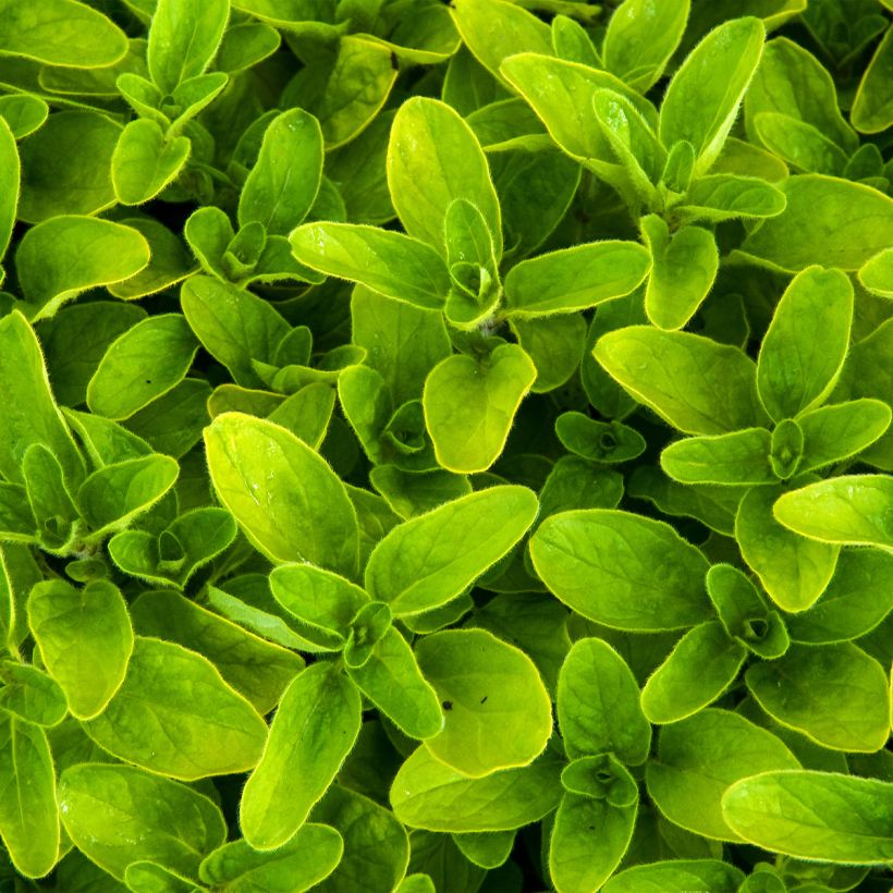 Origano comune Thumbles Variety (Fogliame)