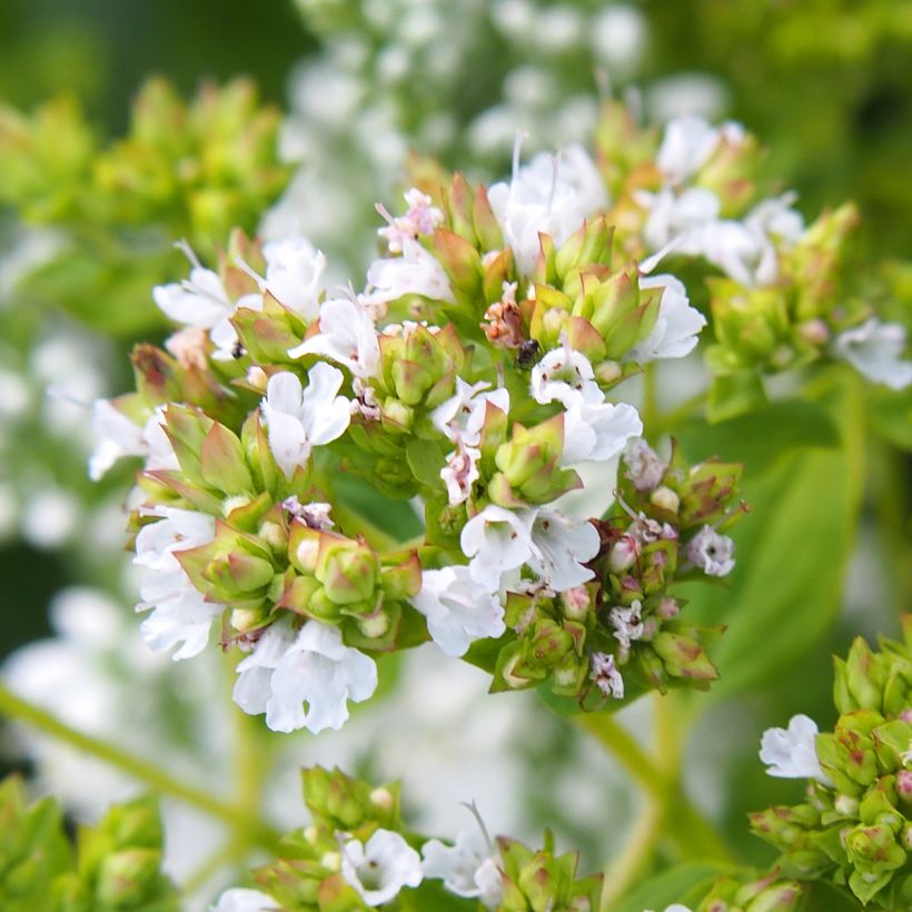 Origano comune Thumbles Variety (Fioritura)
