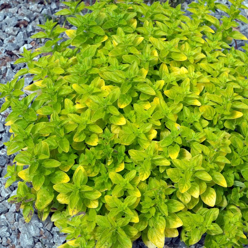 Origano comune Thumbles Variety (Porto)