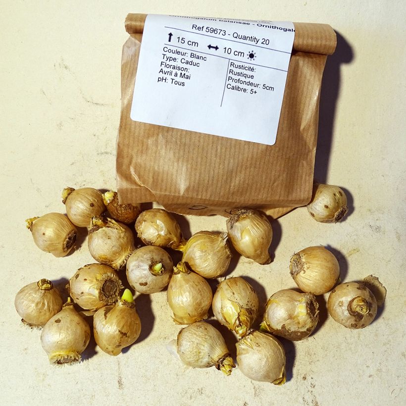 Esempio di esemplare Ornithogalum balansae - Ornitogallo Bulbo taglia 5+ come consegnato