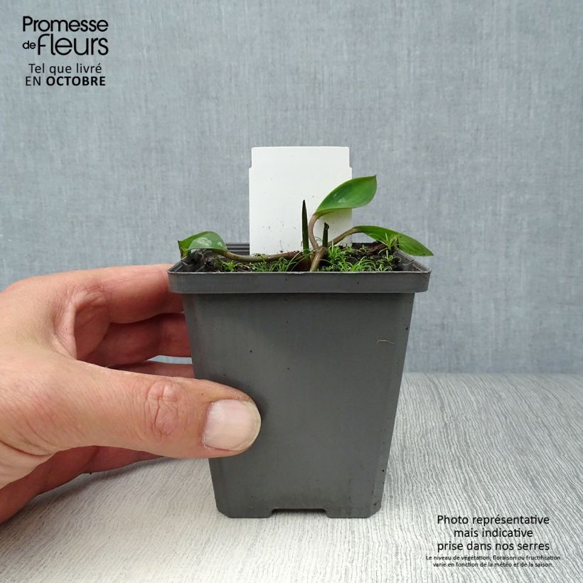 Esemplare di Orontium aquaticum - Clava d'oro Vasetto da 8/9 cm come consegnato in autunno