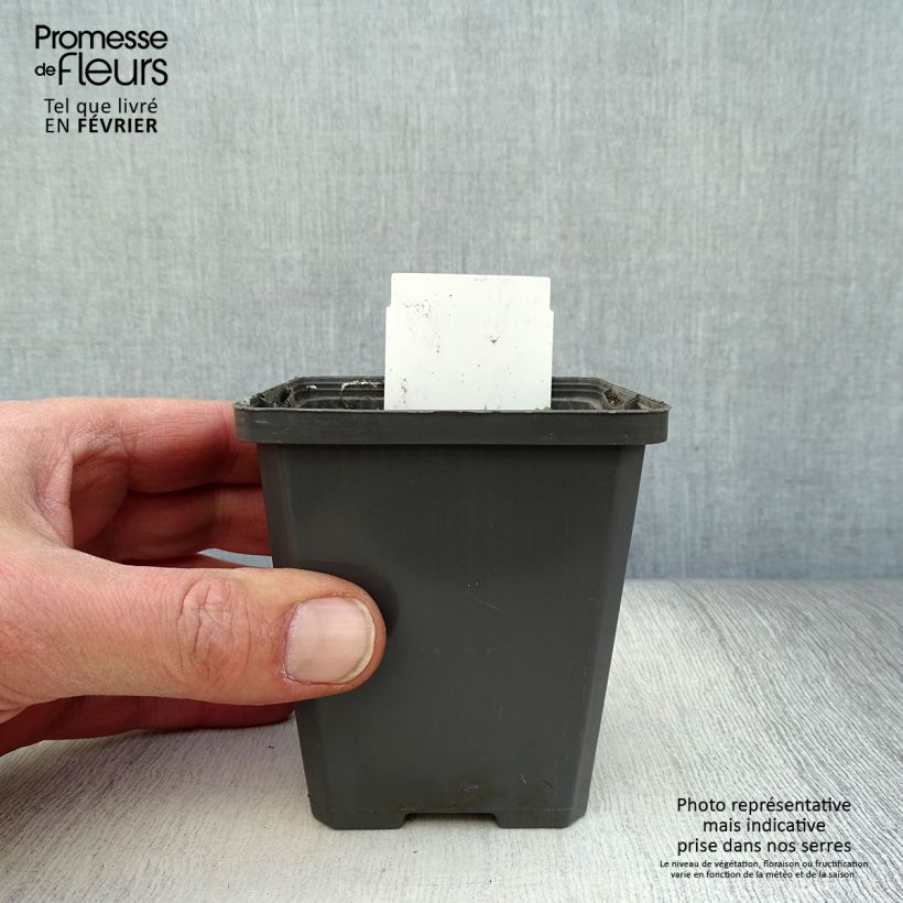 Orontium aquaticum - Clava d'oro Vasetto da 8/9 cm esemplare consegnato in inverno