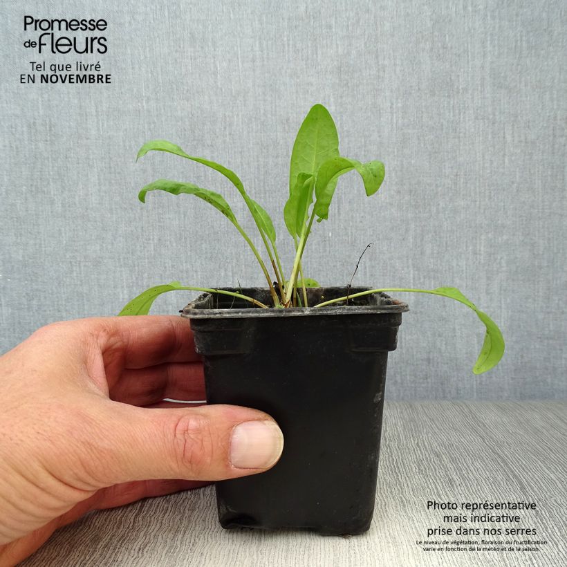 Esemplare di Rumex patientia Bio - Erba pazienza Vasetto da 8/9 cm come consegnato in autunno