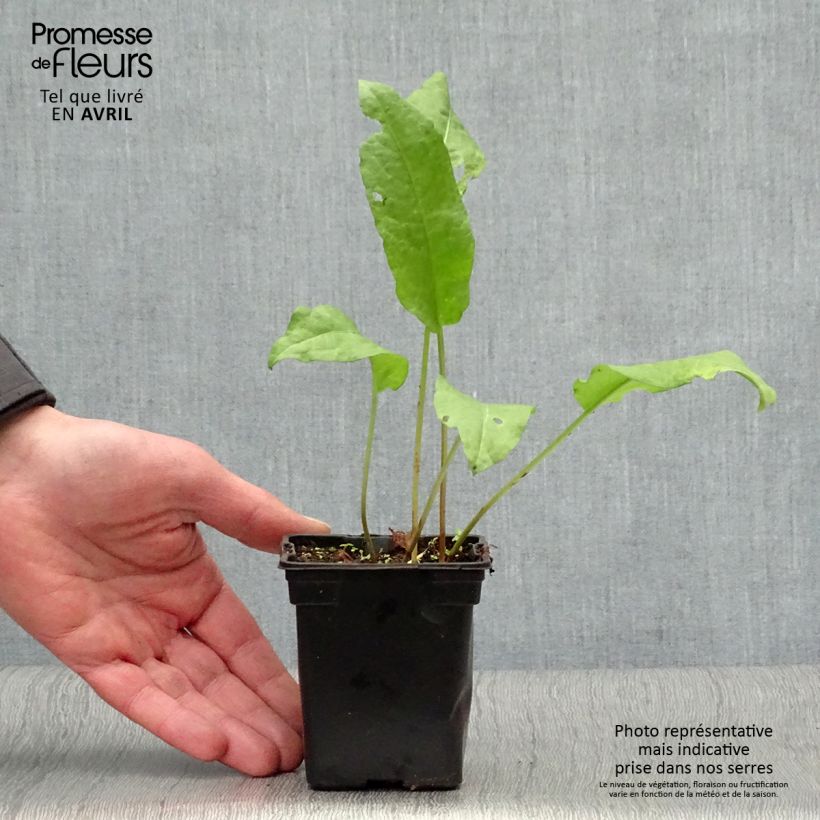 Rumex patientia Bio - Erba pazienza Vasetto da 8/9 cm esemplare consegnato in primavera