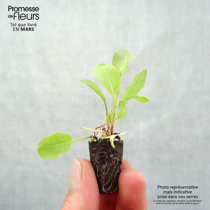 Acetosa Large de Belleville (piante) Mini zolla Ø 1,5/2,5 cm esemplare consegnato in primavera