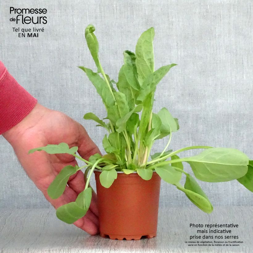 Acetosa Large de Belleville (piante) Vasetto da 8/9 cm esemplare consegnato in primavera