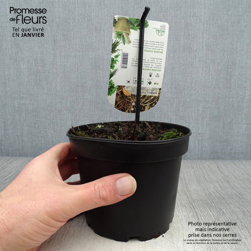 Rumex flexuosus Copper Sword Vaso da 1,5L/2L esemplare consegnato in inverno