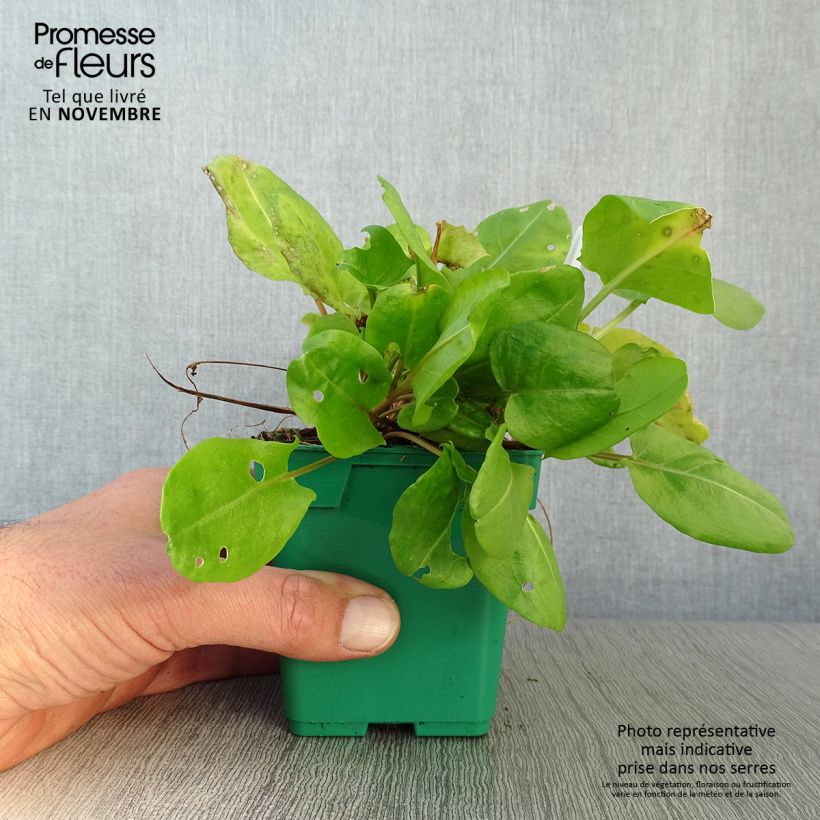 Esemplare di Rumex scutatus (piante) - Romice scudato Vaso da Ø 10 cm/11 cm come consegnato in autunno