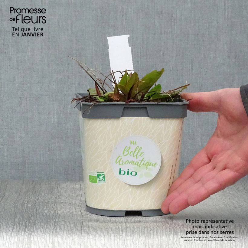 Rumex scutatus - Romice scudato Vaso da 1L/1,5L esemplare consegnato in inverno