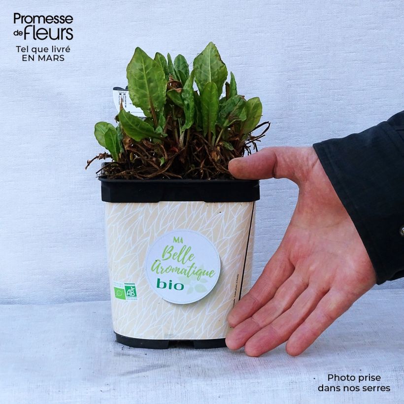 Rumex scutatus - Romice scudato Vaso da 1L/1,5L esemplare consegnato in primavera