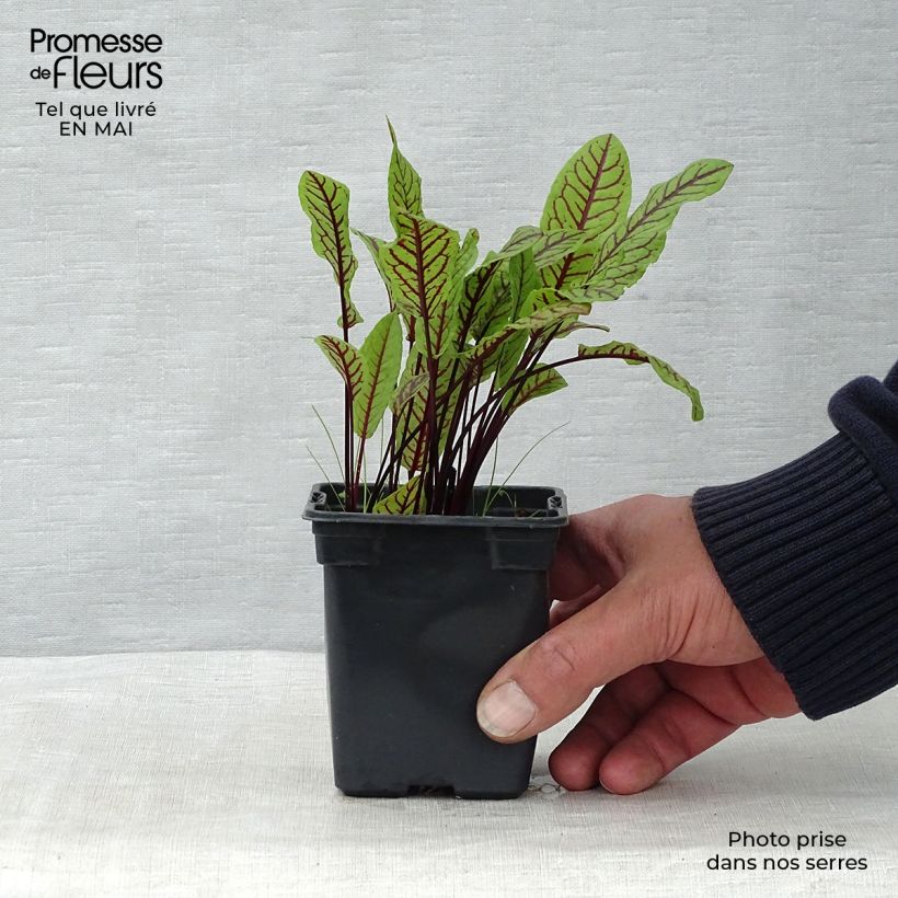 Romice rosso Vasetto da 8/9 cm esemplare consegnato in primavera