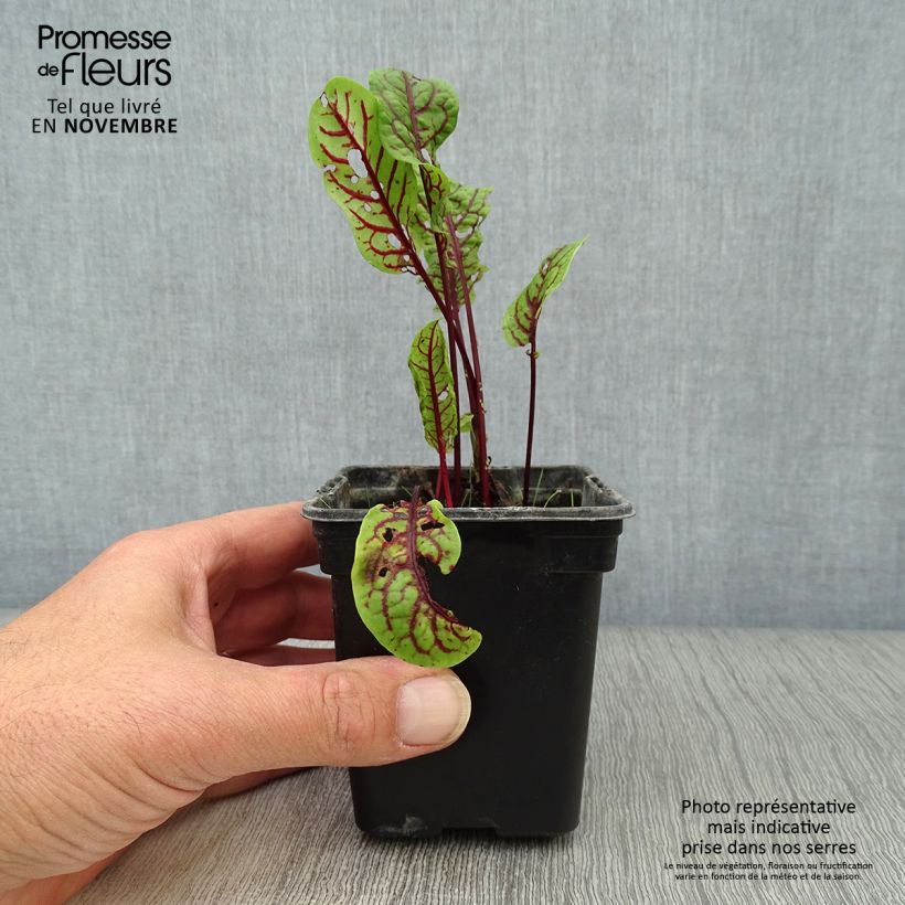 Esemplare di Romice rosso Vasetto da 8/9 cm come consegnato in autunno