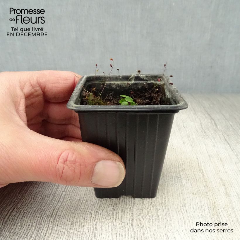 Romice rosso Vasetto da 8/9 cm esemplare consegnato in inverno