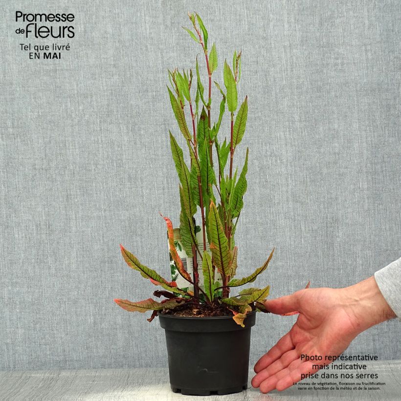 Romice rosso Vaso da 1,5L/2L esemplare consegnato in primavera