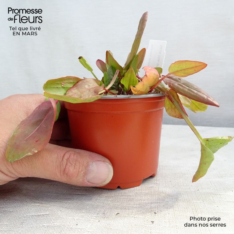 Acetosa selvatica Vasetto da 8/9 cm esemplare consegnato in inverno