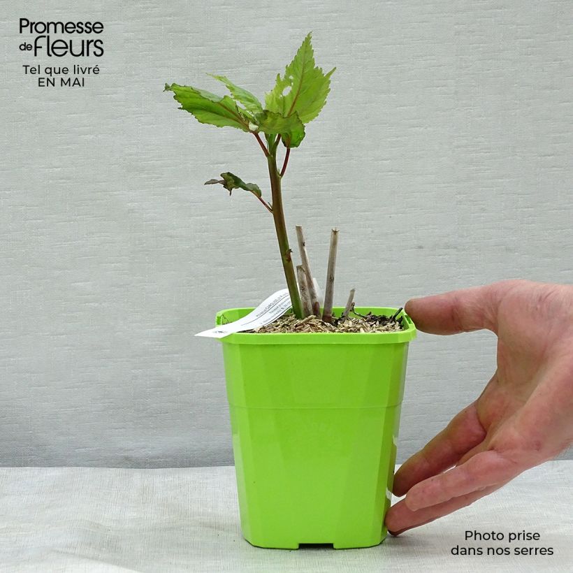 Acetosa selvatica Vasetto da 8/9 cm esemplare consegnato in primavera