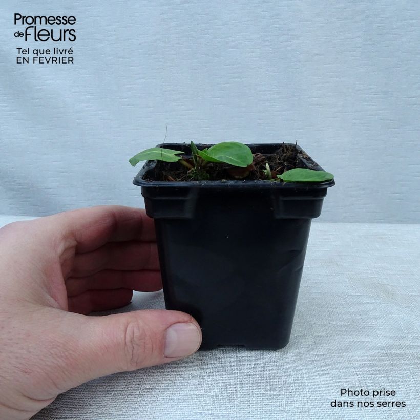 Acetosa - Rumex arifolius Vasetto da 8/9 cm esemplare consegnato in inverno