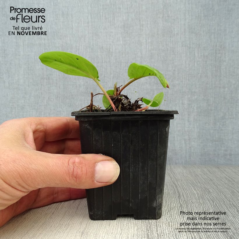 Esemplare di Acetosa - Rumex arifolius Vasetto da 8/9 cm come consegnato in autunno