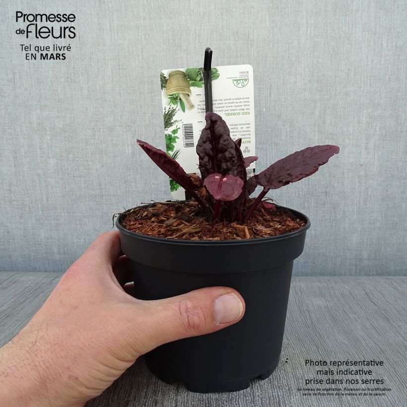 Acetosa Ruber Vaso da 1,5L/2L esemplare consegnato in inverno