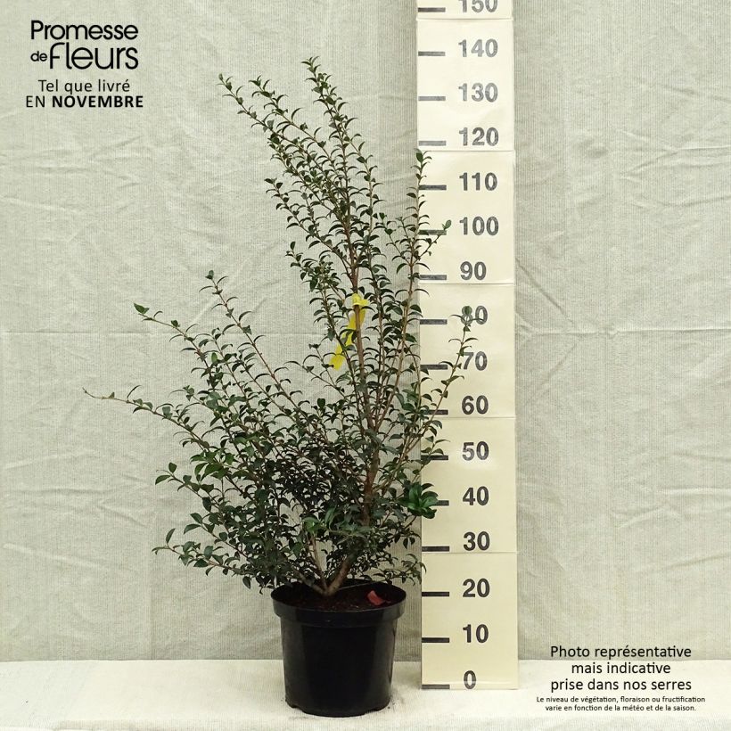 Esemplare di Osmanthus burkwoodii - Osmanto di Burkwood Vaso da 6L/7L come consegnato in autunno