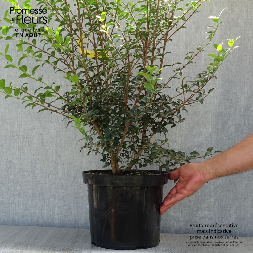 Esemplare di Osmanthus burkwoodii - Osmanto di Burkwood Vaso da 4L/5L consegnato in estate