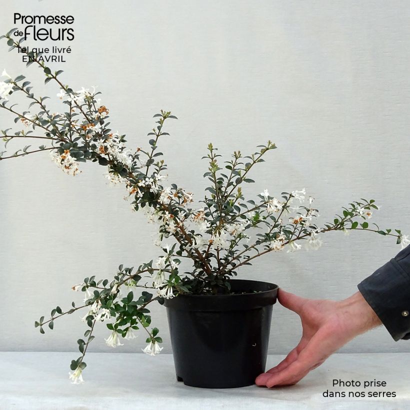 Osmanthus delavayi - Osmanto Vaso da 2L/3L esemplare consegnato in primavera