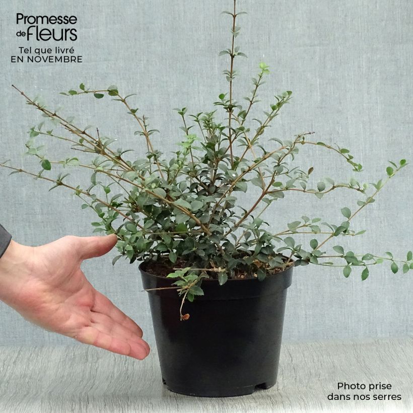 Esemplare di Osmanthus delavayi - Osmanto Vaso da 2L/3L come consegnato in autunno