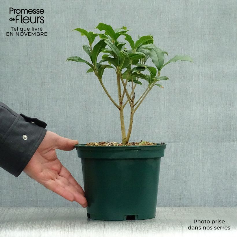 Esemplare di Osmanthus fragrans var. aurantiacus - Osmanto Vaso da 2L/3L come consegnato in autunno