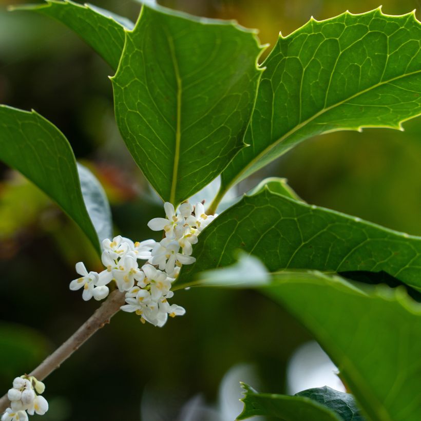 Osmanthus heterophyllus - Osmanto (Fioritura)
