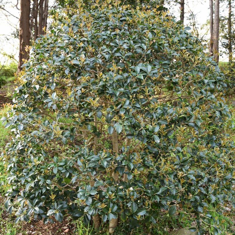 Osmanthus heterophyllus - Osmanto (Porto)