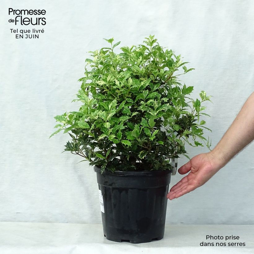 Esemplare di Osmanthus heterophyllus Tricolor - Osmanto Vaso da 7,5L/10L consegnato in estate
