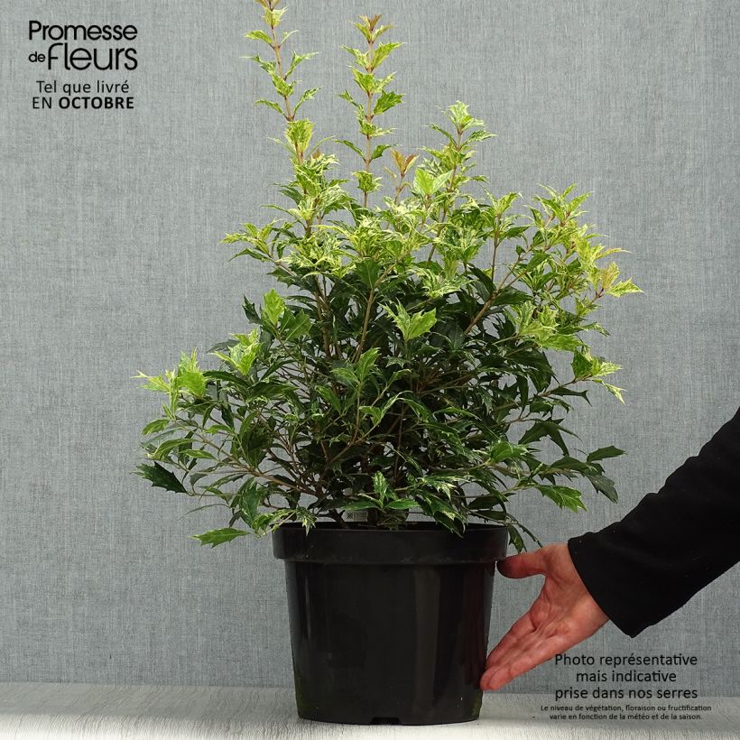 Esemplare di Osmanthus heterophyllus Tricolor - Osmanto Vaso da 7,5L/10L come consegnato in autunno